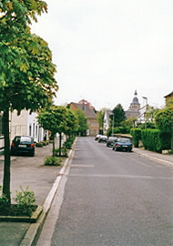 Kugelahorn- und Lindenbäume